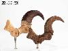 JURASSIC PARK - GRIFFE DE PIED DE LA PATTE ARRIERE VELOCIRAPTOR + VERSION FOSILLISÉE TAILLE REELLE ECHELLE 1:1 LIMITED EDITION NUMEROTEE (FOOT CLAW & FOSSIL PROP REPLICA - ELITE CREATURE COLLECTIBLES)
