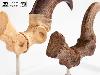 JURASSIC PARK - GRIFFE DE PIED DE LA PATTE ARRIERE VELOCIRAPTOR + VERSION FOSILLISÉE TAILLE REELLE ECHELLE 1:1 LIMITED EDITION NUMEROTEE (FOOT CLAW & FOSSIL PROP REPLICA - ELITE CREATURE COLLECTIBLES)