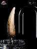JURASSIC PARK 3 - DENT SPINOSAURUS TAILLE REELLE ECHELLE 1:1 OFFICIELLE 14 CM LIMITED EDITION NUMEROTEE AVEC SOCLE VITRINE (TOOTH PROP REPLICA - UNIVERSAL™ - ELITE CREATURE COLLECTIBLES)