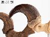 JURASSIC PARK - GRIFFE DE PIED DE LA PATTE ARRIERE VELOCIRAPTOR + VERSION FOSILLISÉE TAILLE REELLE ECHELLE 1:1 LIMITED EDITION NUMEROTEE (FOOT CLAW & FOSSIL PROP REPLICA - ELITE CREATURE COLLECTIBLES)