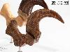 JURASSIC PARK - GRIFFE DE PIED DE LA PATTE ARRIERE VELOCIRAPTOR + VERSION FOSILLISÉE TAILLE REELLE ECHELLE 1:1 LIMITED EDITION NUMEROTEE (FOOT CLAW & FOSSIL PROP REPLICA - ELITE CREATURE COLLECTIBLES)