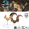 JURASSIC PARK - GRIFFE DE PIED DE LA PATTE ARRIERE VELOCIRAPTOR + VERSION FOSILLISÉE TAILLE REELLE ECHELLE 1:1 LIMITED EDITION NUMEROTEE (FOOT CLAW & FOSSIL PROP REPLICA - ELITE CREATURE COLLECTIBLES)