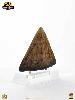 JURASSIC PARK - POINTE DE TETE DE TRICERATOPS TAILLE REELLE ECHELLE 1:1 OFFICIELLE LIMITED EDITION NUMEROTEE (HEAD SPIKE PROP REPLICA - UNIVERSAL™ - ELITE CREATURE COLLECTIBLES)